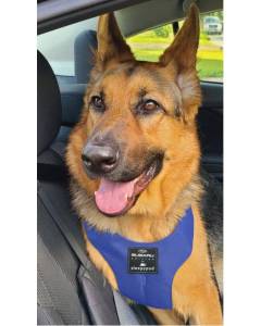 Subaru OEM Pet Harness