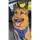 Subaru OEM Pet Harness